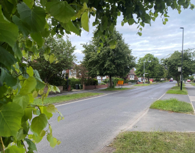 A tree-lined street with grassy verges