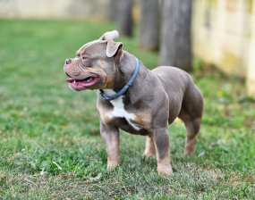 A grey dog stands on grass