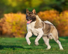 A large dog bounds over grass