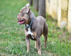 A grey and white dog stands on grass
