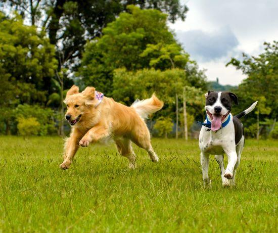 Dogs running across grass