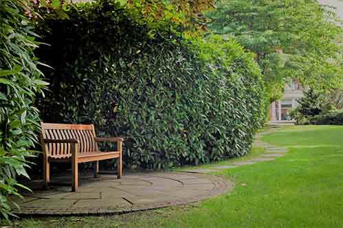A view of the green garden outside of the Bootham Suite with a bench nestled into the bush.