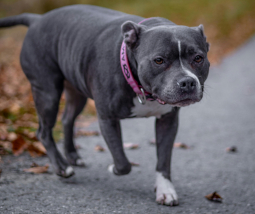 A bull terrier breed dog