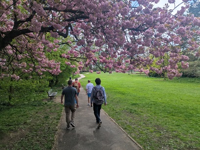 A group of people walk away from the camera along a path past grass and under pink blossom