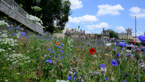 View of the wildflowers under a blue sky with the city walls in the upper left corner